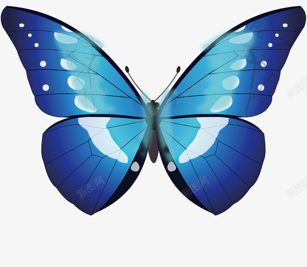 蓝色的蝴蝶png免抠素材_新图网 https://ixintu.com 动物 翅膀 翱翔 蓝色 蝴蝶 触角 飞行
