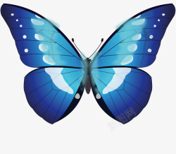 触角飞行蓝色的蝴蝶高清图片