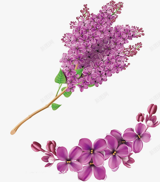 紫色的风信子png免抠素材_新图网 https://ixintu.com 叶子 手绘 手绘风信子 植物 绿色 美丽 花朵 芳香 风信子