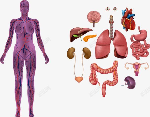 人体内脏解剖png免抠素材_新图网 https://ixintu.com 人体 人体内脏器官 内脏图 大肠 女性解剖 子宫 身体结构