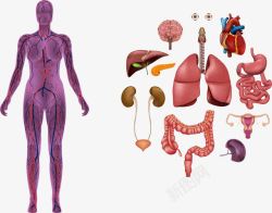 矢量内脏结构人体内脏解剖高清图片