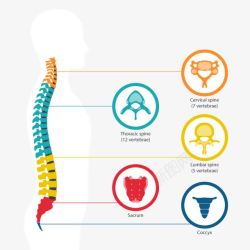 医疗高清素材脊椎的分类高清图片
