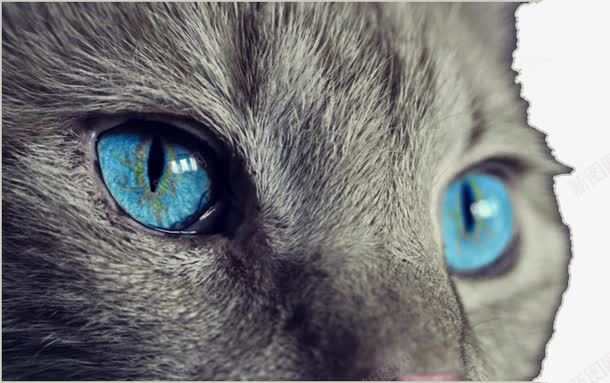 蓝色猫眼png免抠素材_新图网 https://ixintu.com 光明 猫眼 监视 眼睛