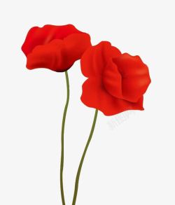美丽罂粟花背景红色罂粟花高清图片