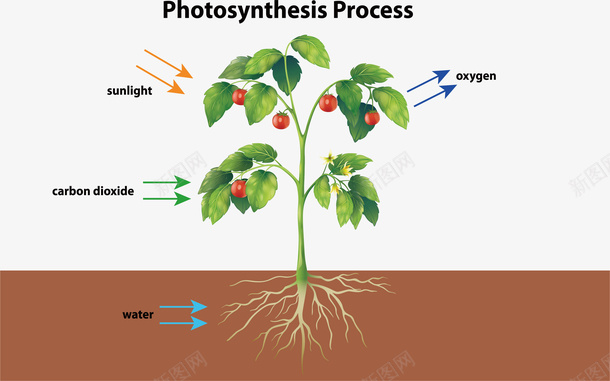 生物课植物的光合作用矢量图ai免抠素材_新图网 https://ixintu.com 光合作用 农作物 生长规律 矢量png 绿色植物 蔬菜 矢量图