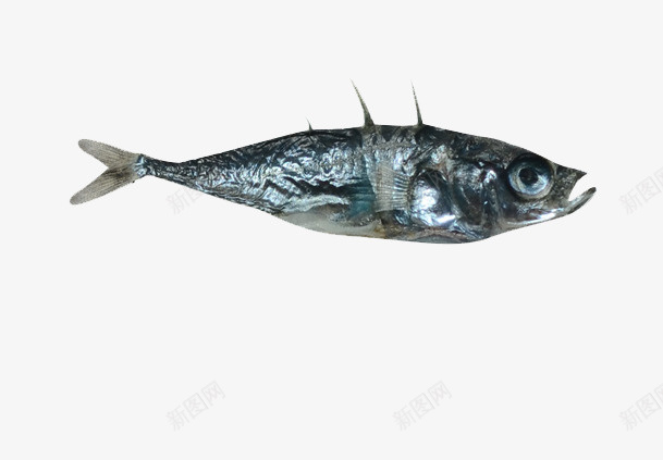 一条黑色的鲣鱼png免抠素材_新图网 https://ixintu.com 食物 鱼 鱼类 鲣鱼