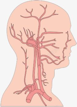 器官捐献人体大脑神经线脑血管高清图片