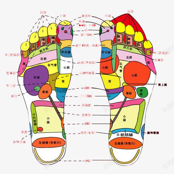 脚部穴位图png免抠素材_新图网 https://ixintu.com PNG图片 人体 免费素材 十二 穴位图 经络图 背部