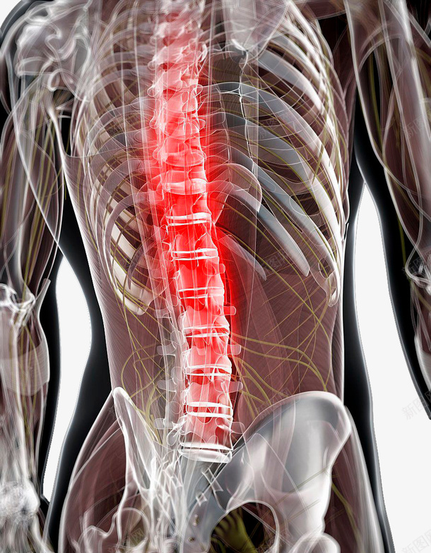 学习研究的脊椎图png免抠素材_新图网 https://ixintu.com 健康 准确图 医学研究 对人的重要性 男性 背部脊椎 防疾病