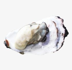 冰岛鲜活海蛎素材