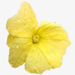 娇艳的黄色丝瓜花挂着露珠的丝瓜花高清图片
