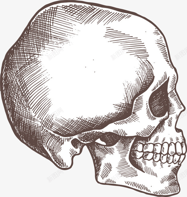 手绘卡通黑色骷髅头素描png免抠素材_新图网 https://ixintu.com 头骨 插画 素描 装饰 诡异 骨骼 骷髅头 骷髅头侧面