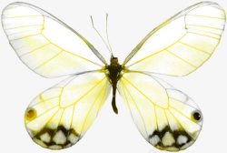 透明翅膀的蝴蝶素材