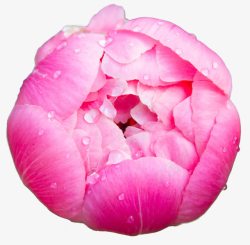 粉红牡丹水墨画含苞待放的牡丹花高清图片