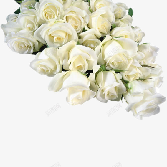 白色玫瑰花png免抠素材_新图网 https://ixintu.com 心情愉悦 枝叶 白色花束 白色花簇 盛开 纯洁 装饰