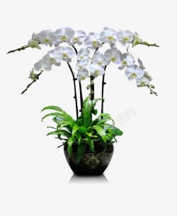 白色鲜花束盆栽白色蝴蝶兰高清图片