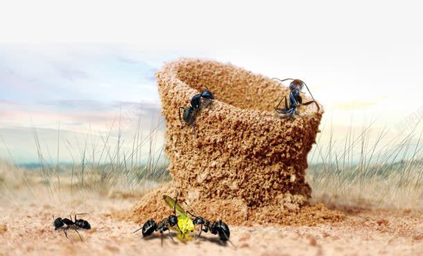 蚂蚁png免抠素材_新图网 https://ixintu.com 泥土 蚂蚁搬家 蚂蚁搬运食物 蚂蚁盖房子