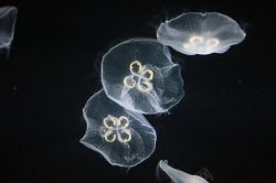 海底水生物梦幻水母高清图片