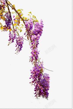 紫色红梅树枝树枝上的紫色花朵高清图片