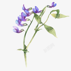 一株兰花一枝手绘的紫色蝴蝶兰矢量图高清图片