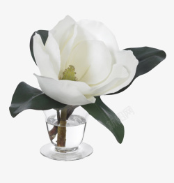 茶杯里的白色带香味在水杯里的玉兰花瓣实高清图片