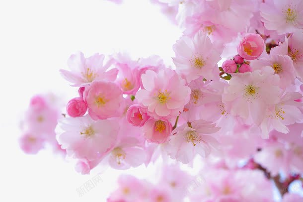 粉色樱花树png免抠素材_新图网 https://ixintu.com 化妆品元素 植物素材 樱花树 水彩 粉色鲜花 背景装饰