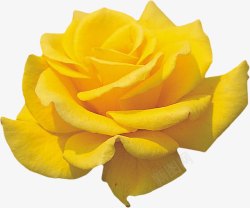 盛开绽放绽放的黄玫瑰高清图片