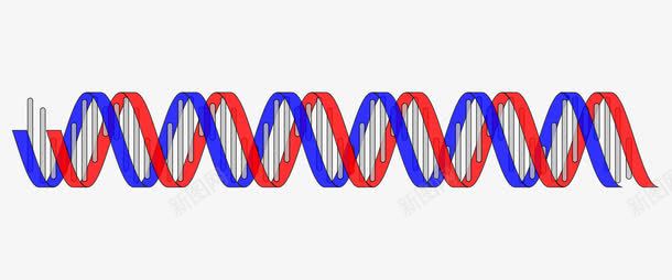 DNA双螺旋结构png免抠素材_新图网 https://ixintu.com DNA 双螺旋结构 基因 生物学 红色 蓝色 螺旋线 遗传