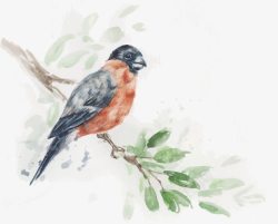 手绘装饰插图树枝上的鸟儿素材