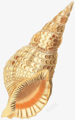 橙色螺壳多样的手绘海3高清图片
