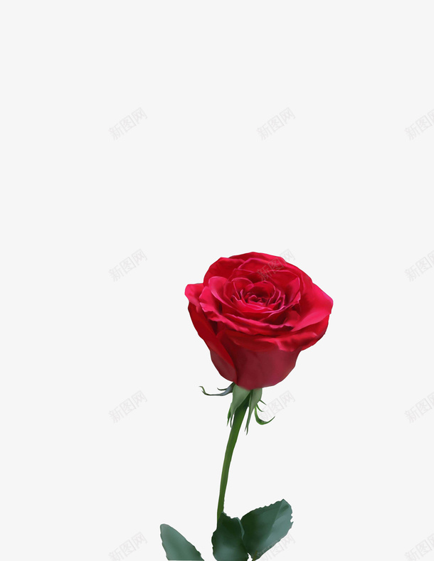 单独一朵红色玫瑰png免抠素材_新图网 https://ixintu.com 植物 玫瑰 红色 花