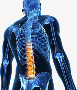 嵴椎疼痛标示图男性的背部脊椎图高清图片