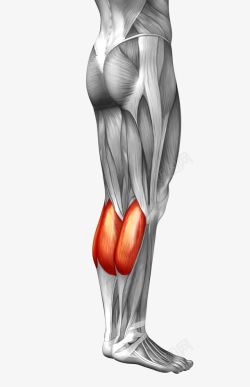 腿部肌肉组织素材