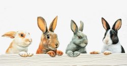 斑块内四只兔子高清图片