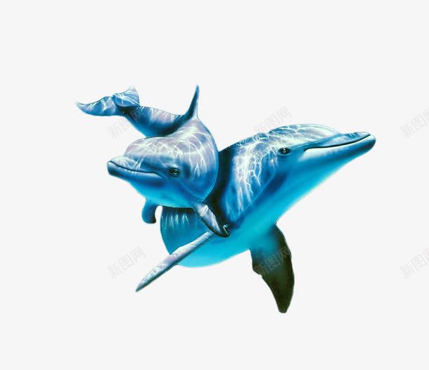 海里的鲸鱼png免抠素材_新图网 https://ixintu.com PNG素材 海产品 蓝色 鲸鱼