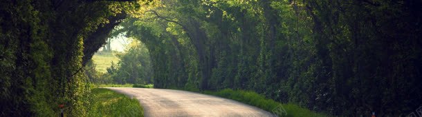 绿荫公路banner创意背景