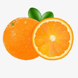 橙子插画素材
