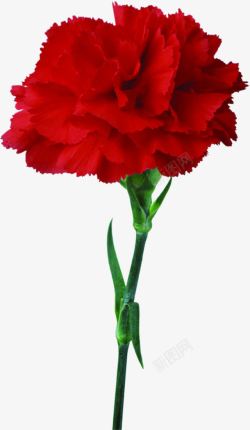 红色鲜艳花朵康乃馨素材