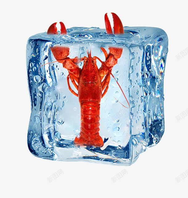 虾在冰块里挥舞它的钳子png免抠素材_新图网 https://ixintu.com 冰块 水产 海鲜 虾