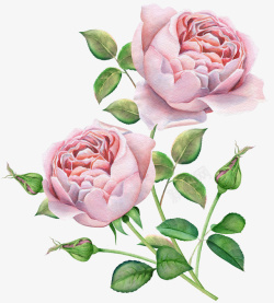 淡雅花卉素材水彩绘唯美花朵花束高清图片