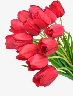 红色郁金香节日花朵素材