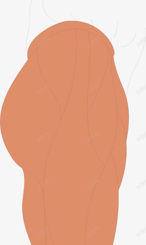 大腿肌肉png免抠素材_新图网 https://ixintu.com 人体器官 医疗健康 医疗卡通 医疗器材 医疗器械 医疗科技 医疗科研 大腿肌肉