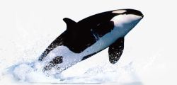 黑白海豚鲸鱼高清图片