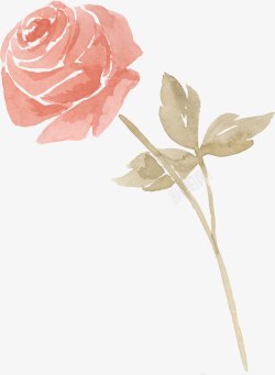 水彩粉色玫瑰花朵素材