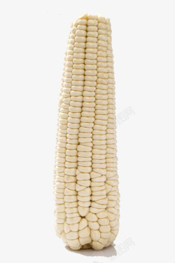 两根儿白玉米一根儿大个儿白玉米棒子图高清图片
