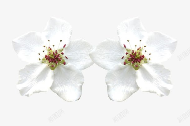 两朵洁白梨花花瓣png免抠素材_新图网 https://ixintu.com 两朵 梨花花瓣 植物 洁白 白色梨花 鲜花