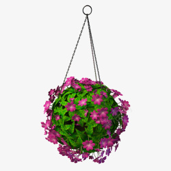 紫色花球吊篮花红色花球吊篮花高清图片