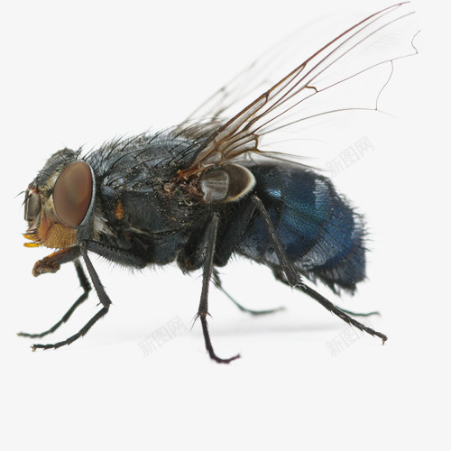 实物绿头苍蝇png免抠素材_新图网 https://ixintu.com 创意的 可爱 实物 彩色 手绘的 简单的 苍蝇