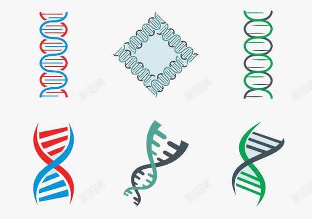 DNA双螺旋片png免抠素材_新图网 https://ixintu.com DNA 分子结构 双螺旋矢量图片 生物 遗传学