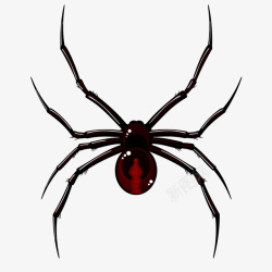 黑脚黑红色细长脚蜘蛛高清图片